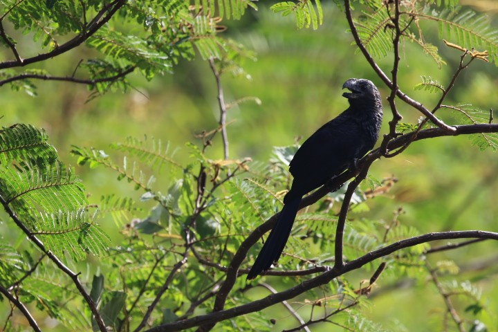 Smooth-billed Ani - ML462385031