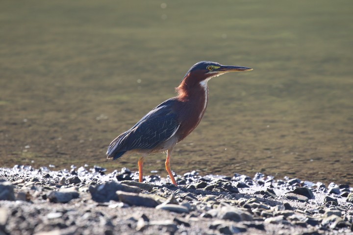 Green Heron - ML462385121