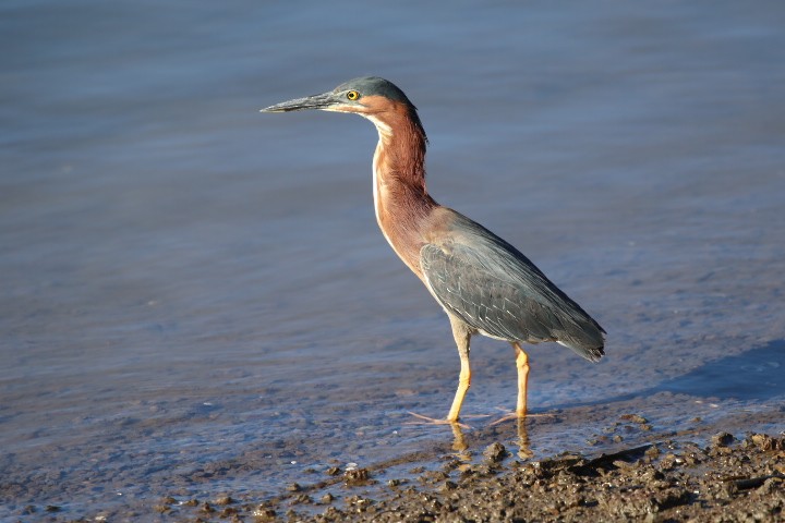Green Heron - ML462385131