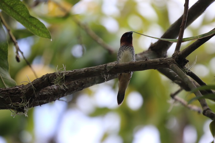 Scaly-breasted Munia - ML462385141