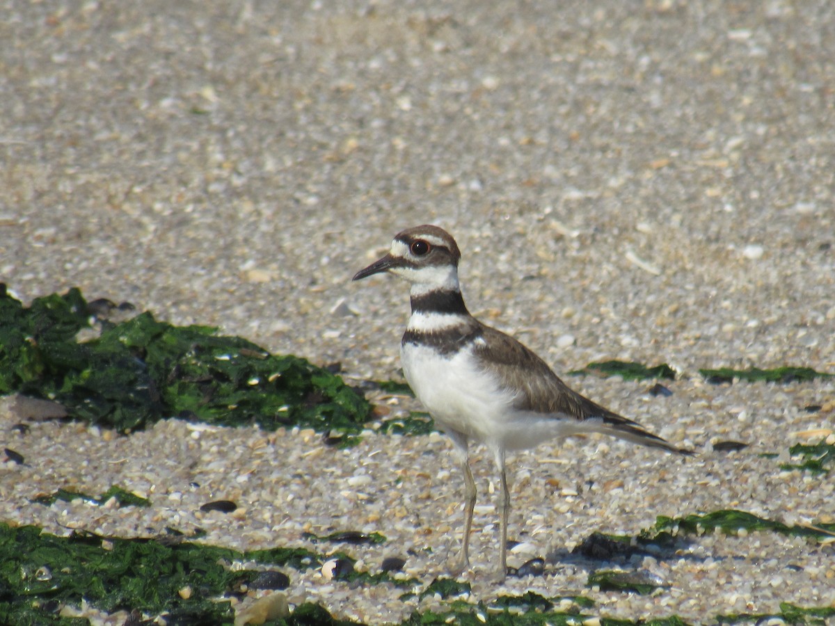 Çayır Cılıbıtı - ML462385161