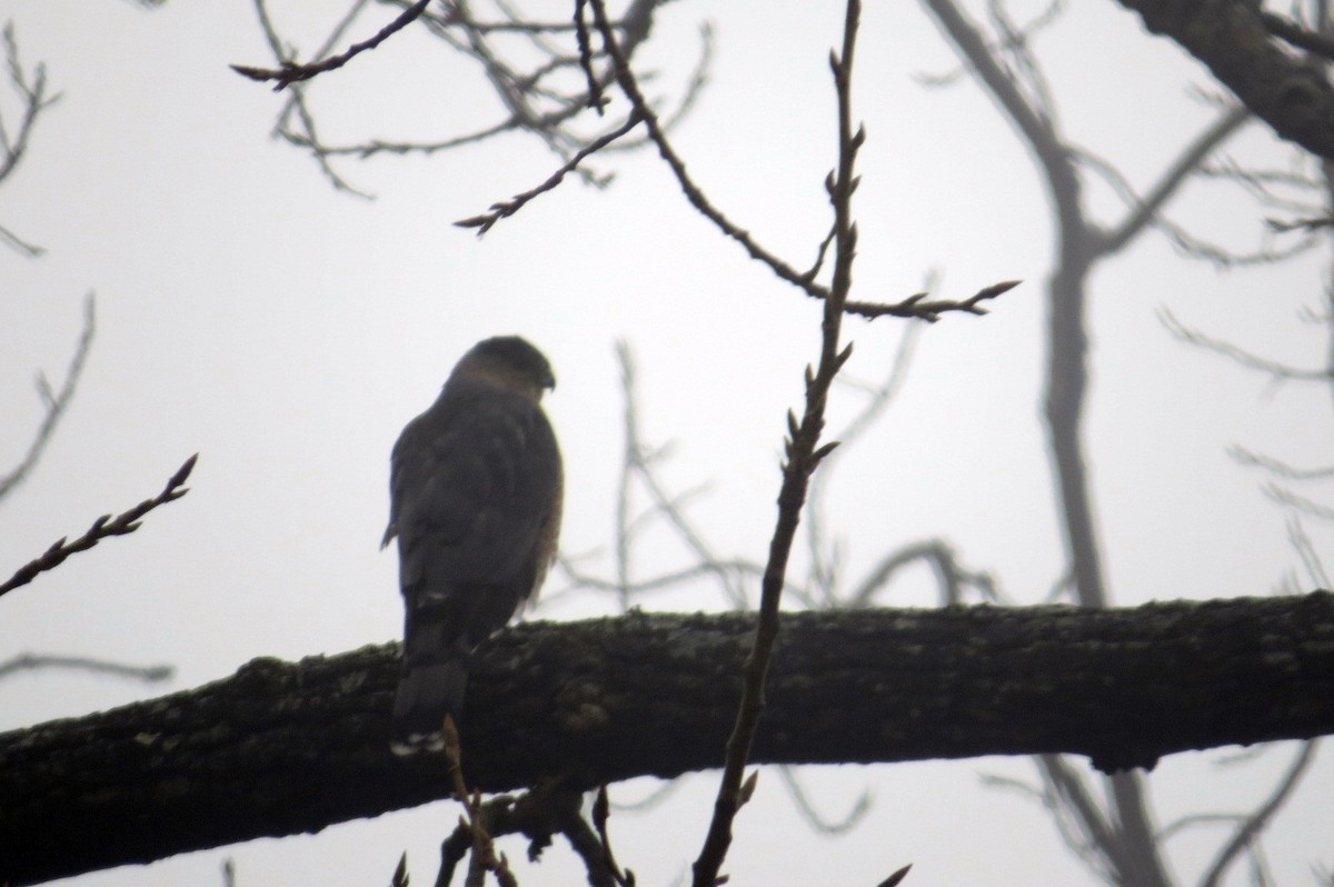 Sharp-shinned Hawk - ML46238751