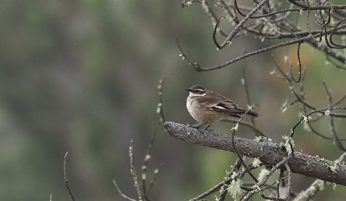 Cream-winged Cinclodes - ML462387751