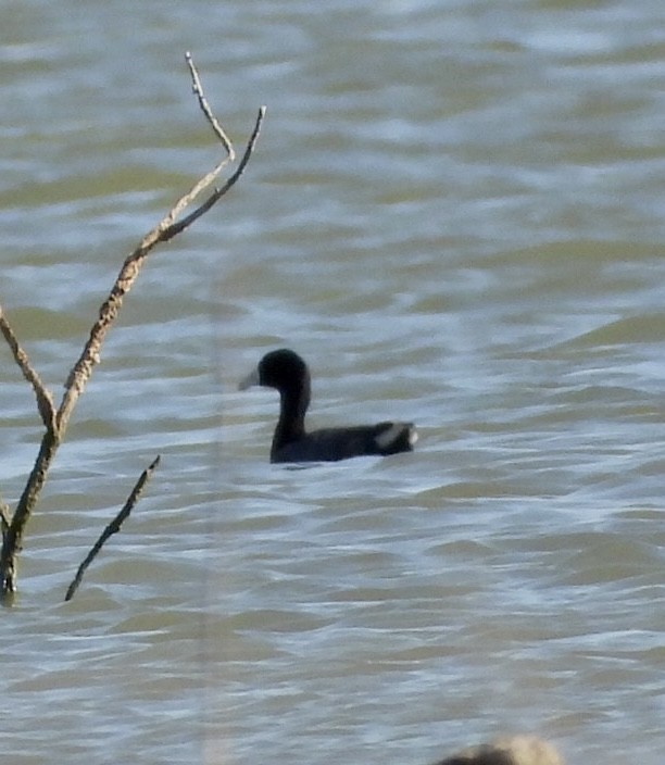 American Coot - Christopher Daniels