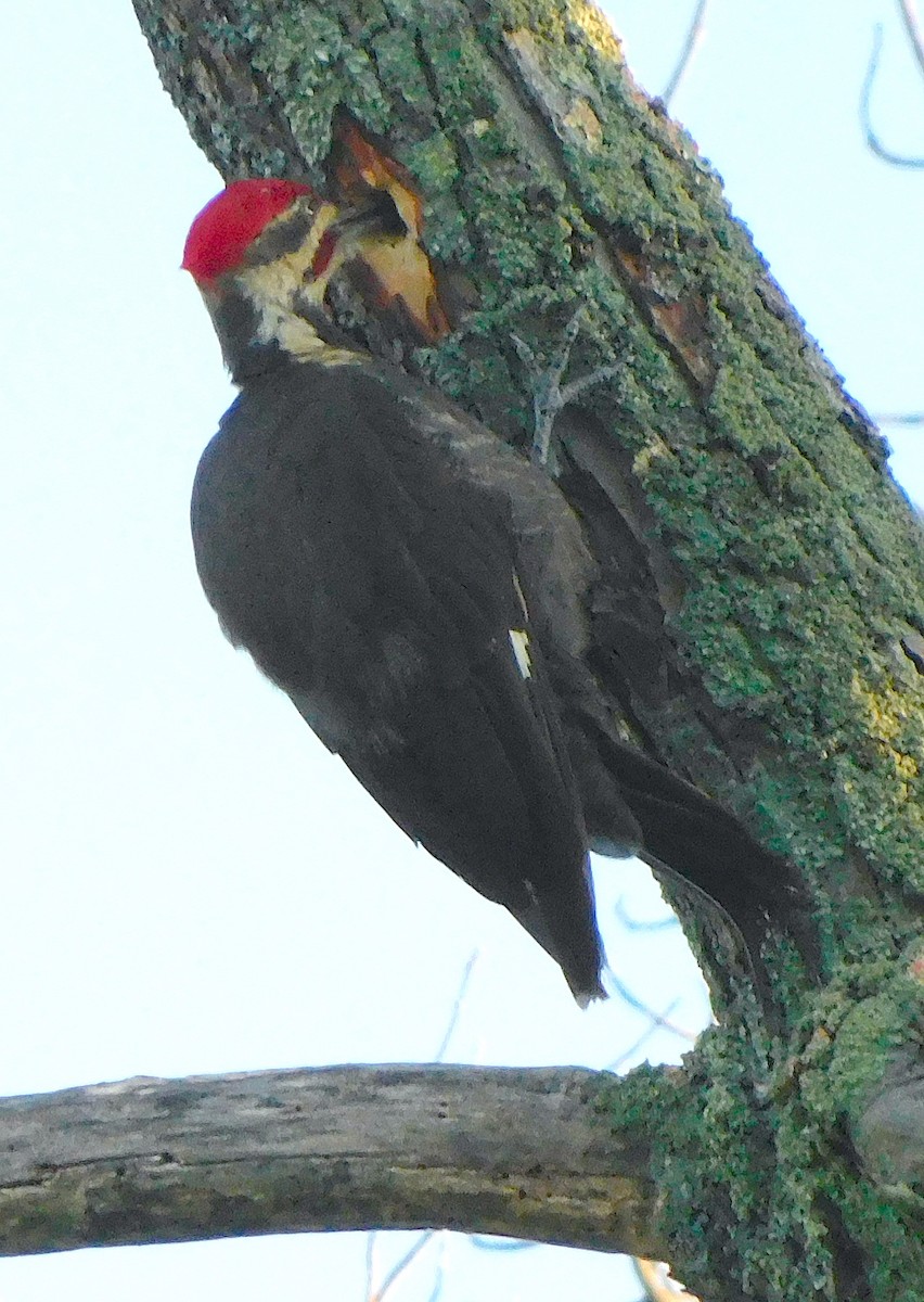 Pileated Woodpecker - ML462390971
