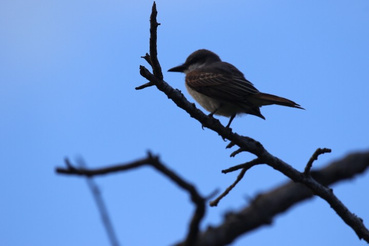 Loggerhead Kingbird - ML462391021