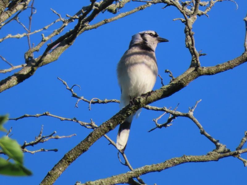 Blue Jay - Tracy The Birder