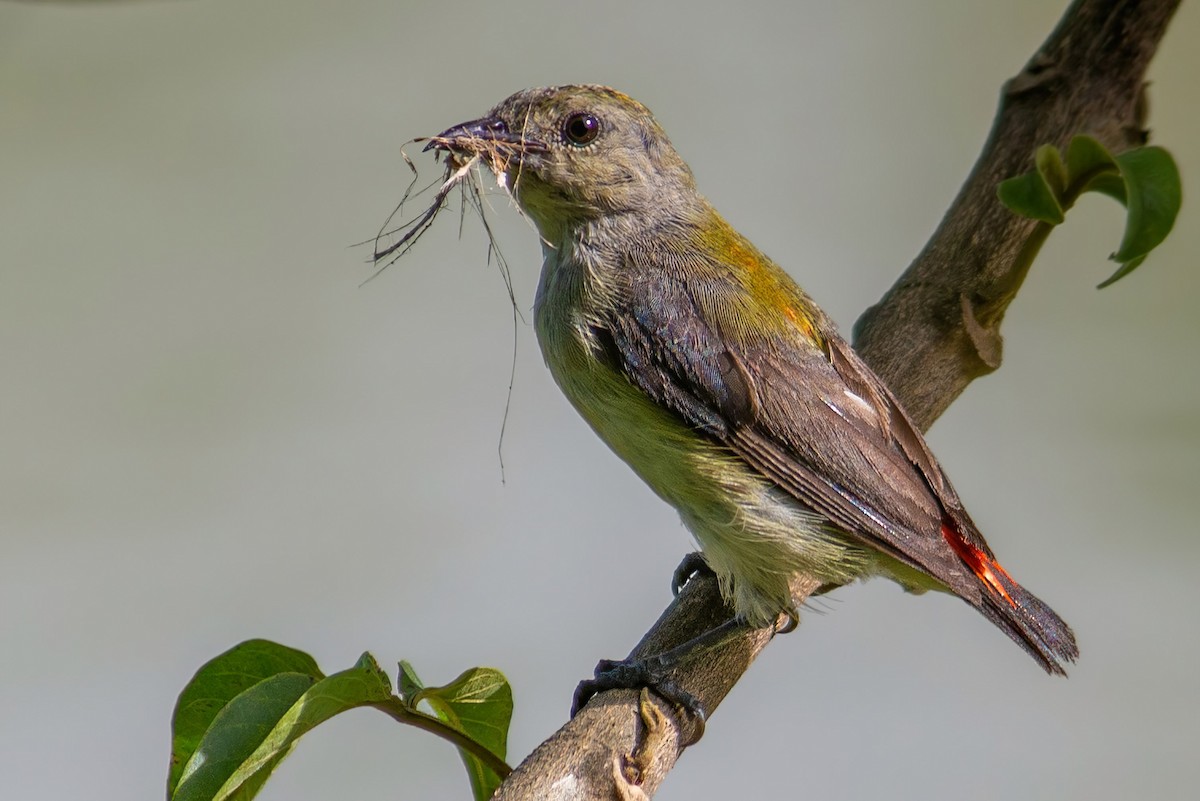 Scarlet-backed Flowerpecker - Dipankar Dev