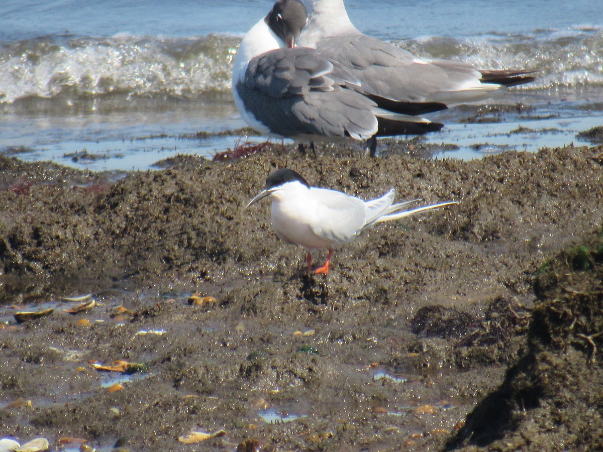 Roseate Tern - ML462392211