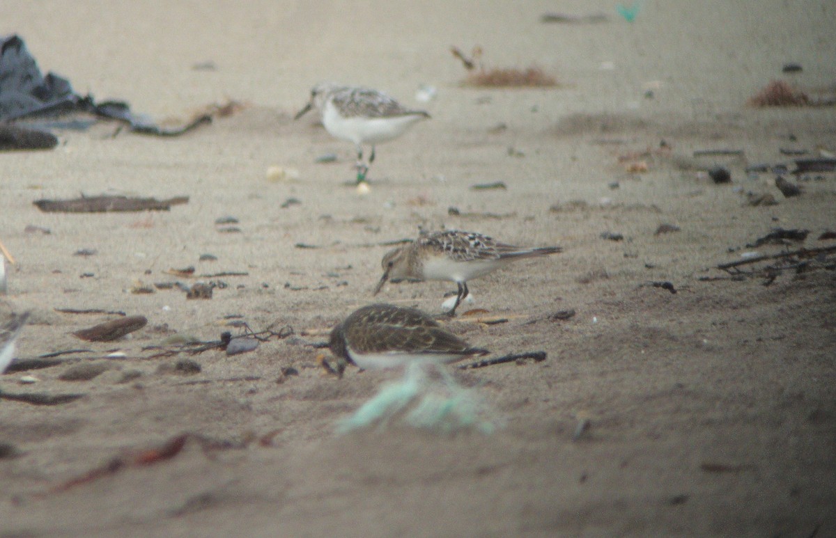 Baird's Sandpiper - ML46239281