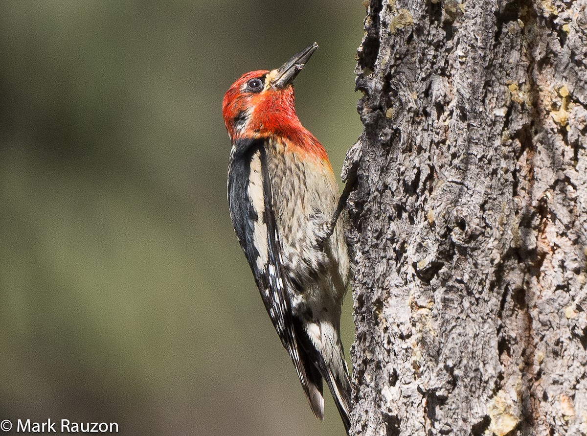 Red-breasted Sapsucker - ML462393381