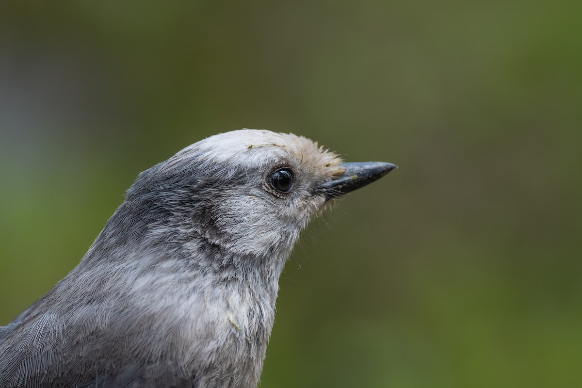 Canada Jay (Rocky Mts.) - ML462393541