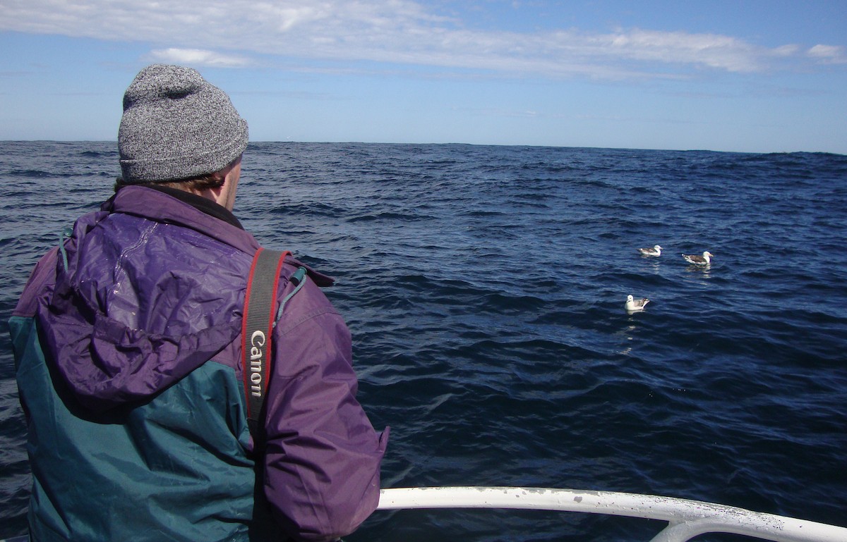 Northern Fulmar - ML46239421