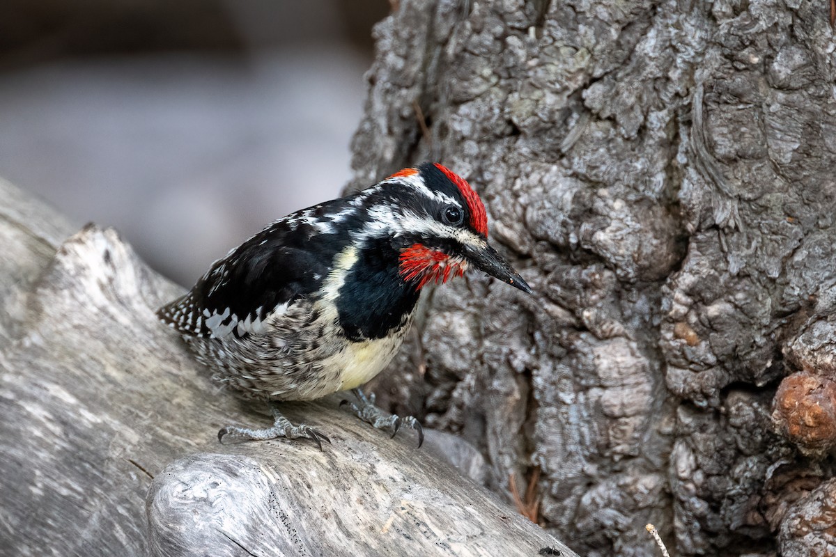 Red-naped Sapsucker - Andrew Newmark