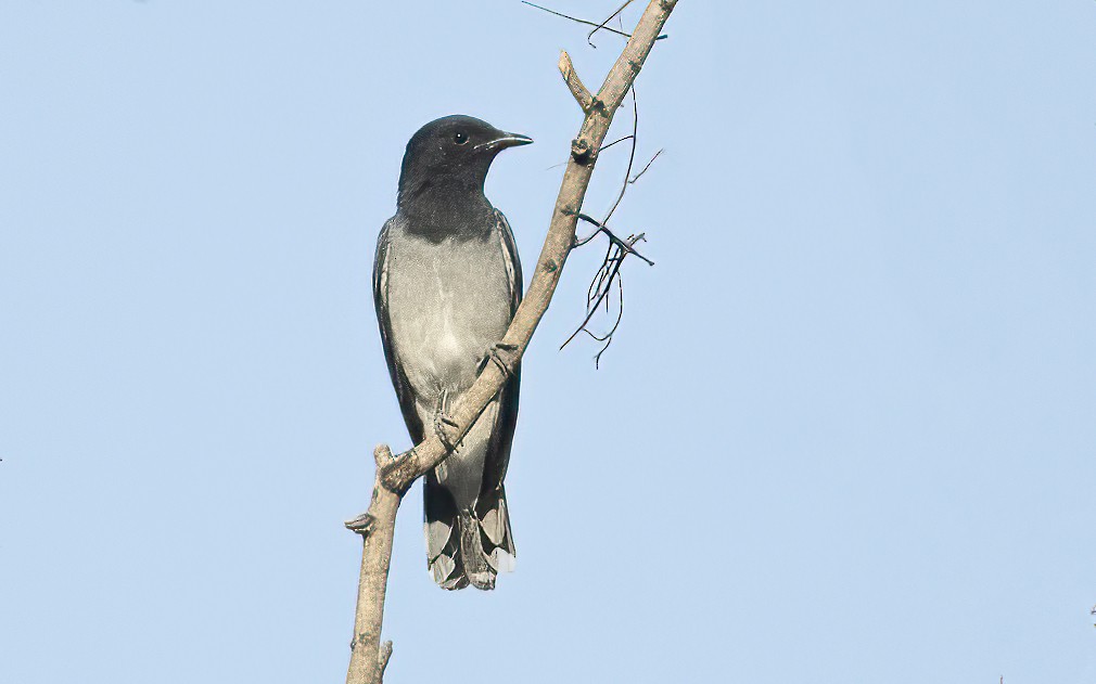 Black-headed Cuckooshrike - ML462401421