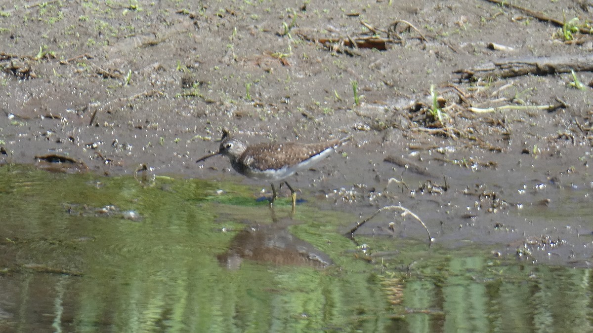 eremittsnipe - ML462401781