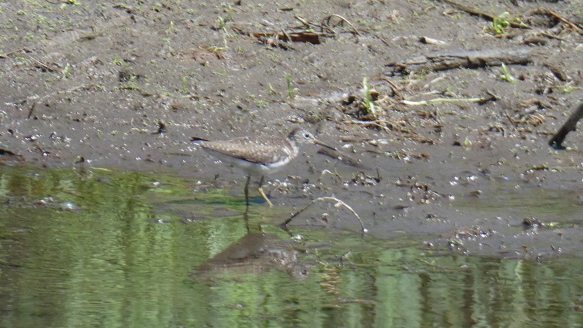 eremittsnipe - ML462401801