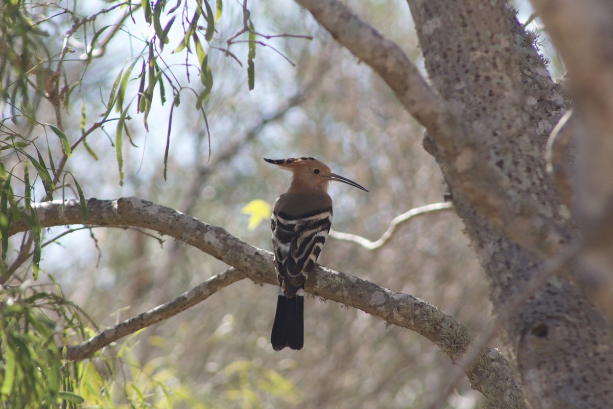 Madagascar Hoopoe - ML462402111