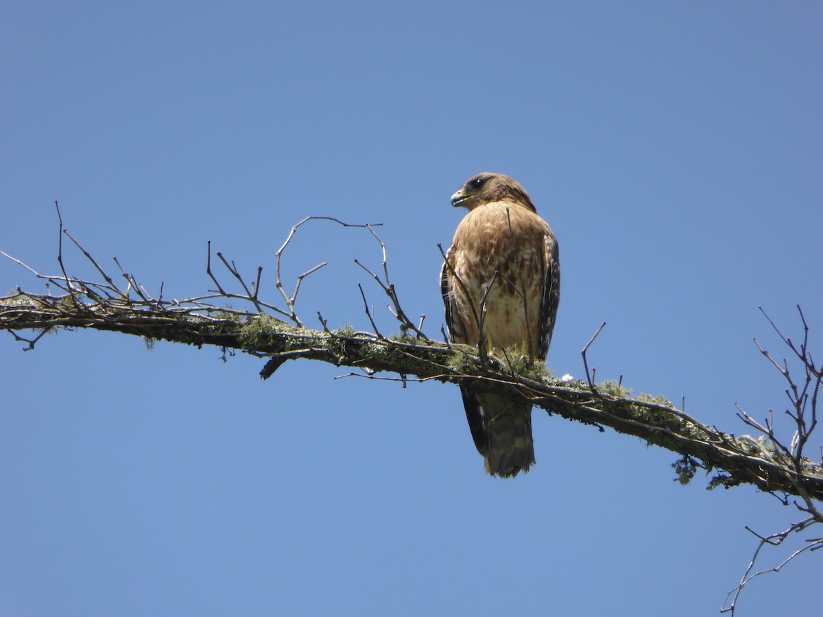 Red-shouldered Hawk - ML462402881