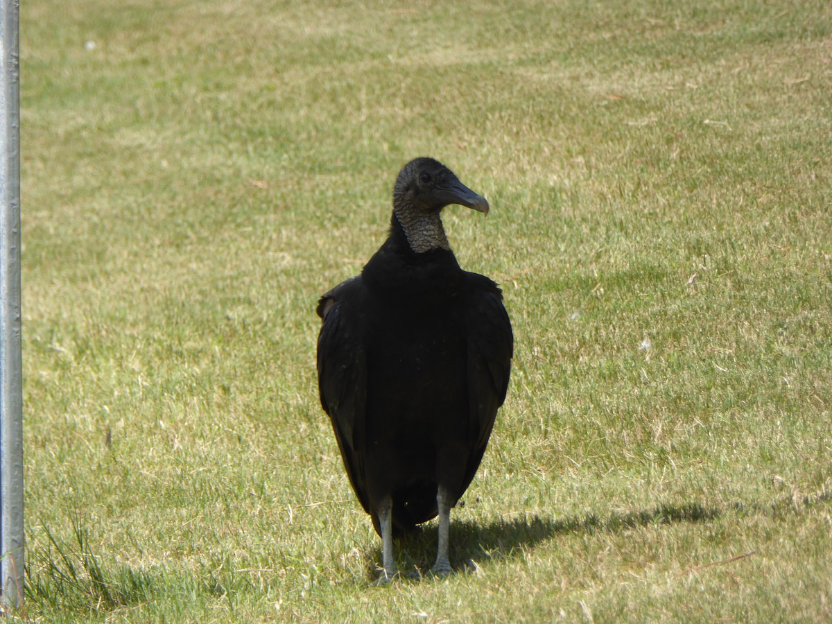 Black Vulture - ML462403161