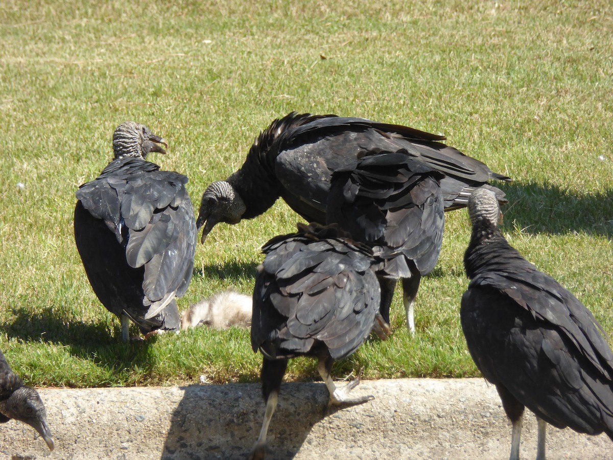 Black Vulture - ML462403181
