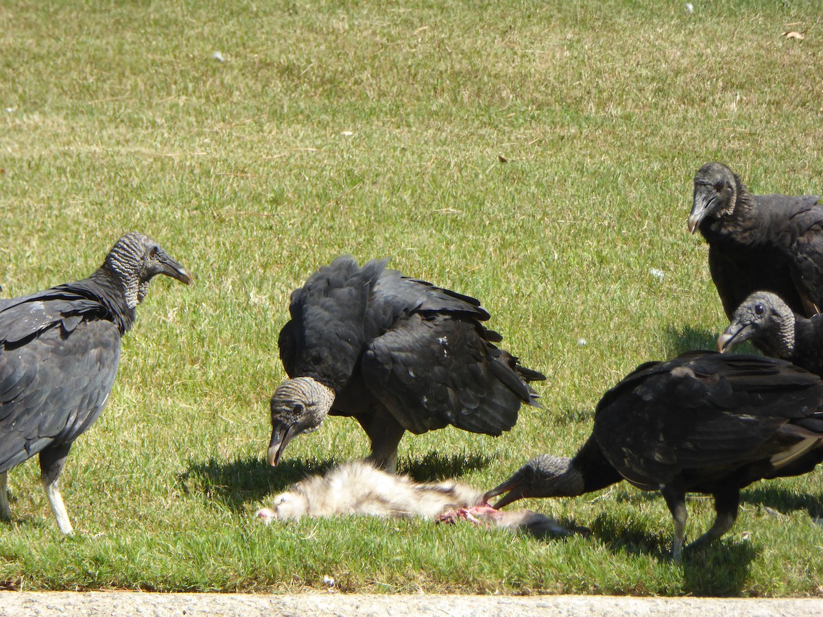 Black Vulture - ML462403191
