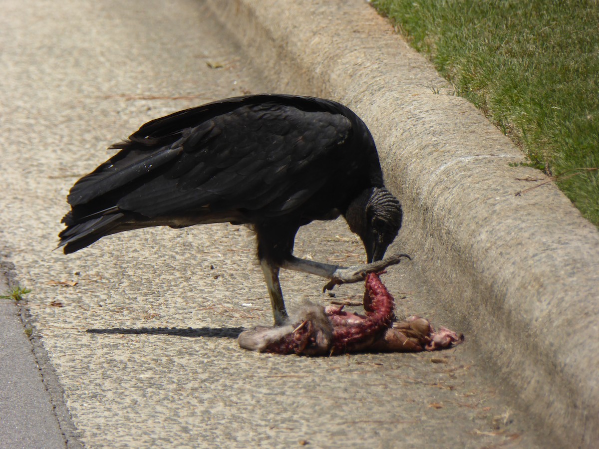 Black Vulture - ML462403201