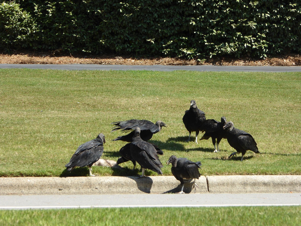 Black Vulture - ML462403211