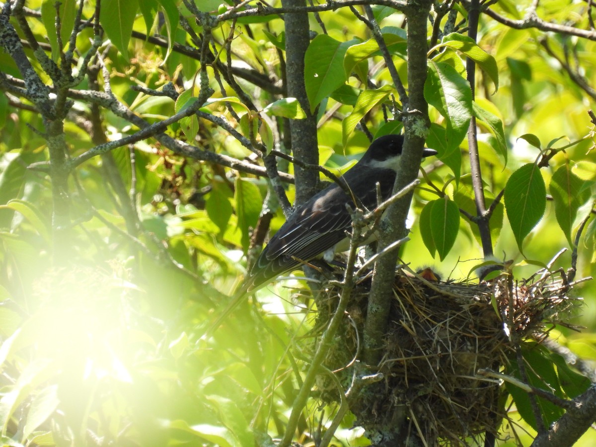 Eastern Kingbird - ML462403361