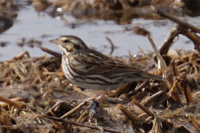 Savannah Sparrow - ML46240391