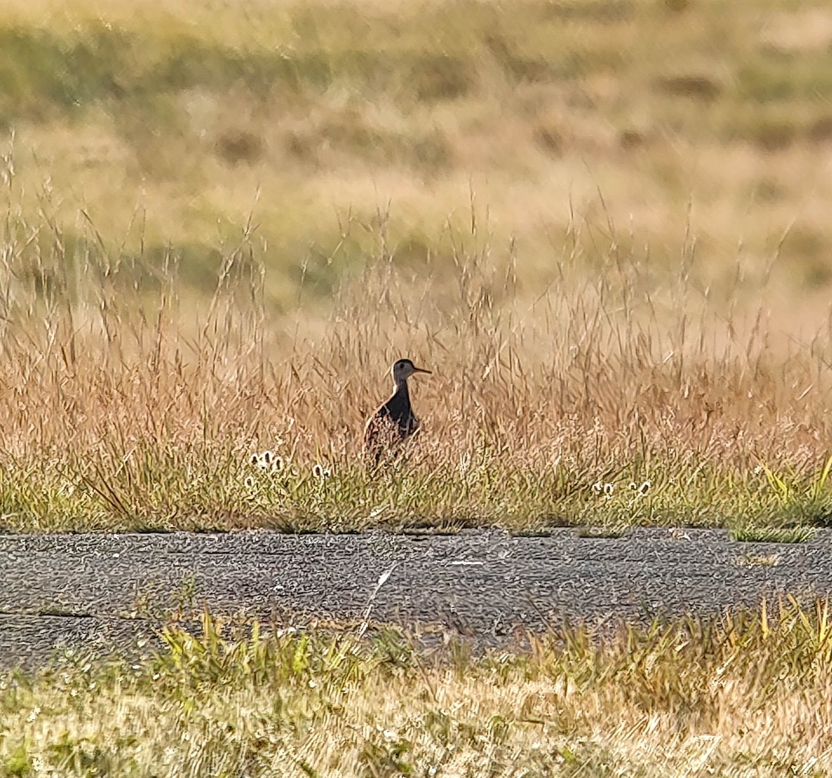 Upland Sandpiper - ML462404861