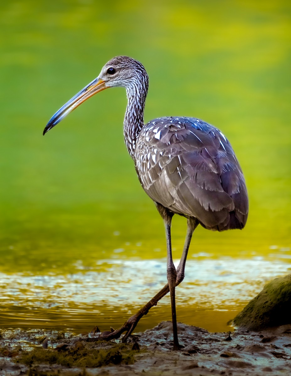 Limpkin - ML462404991