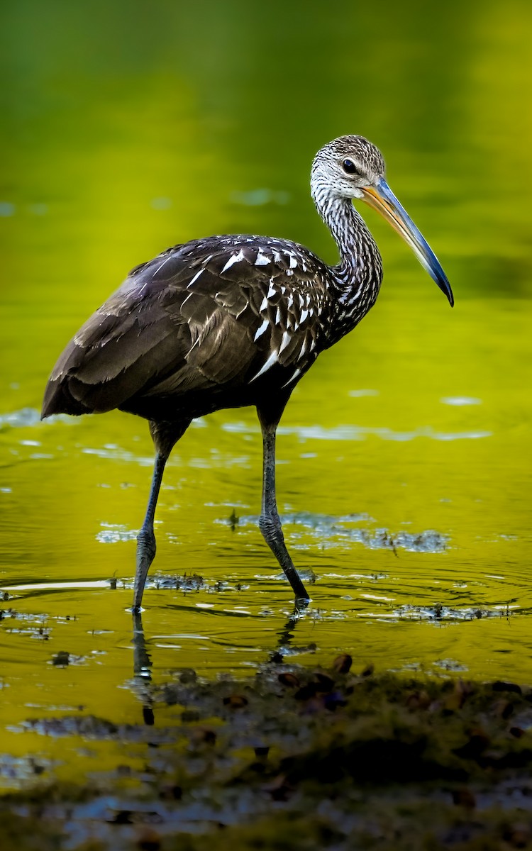 Limpkin - ML462405001