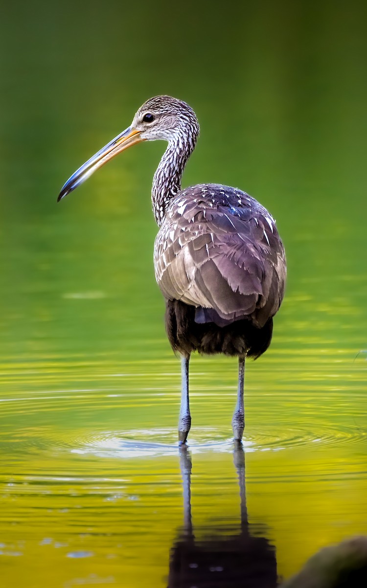 Limpkin - ML462405021