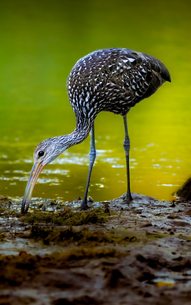 Limpkin - Dustin Scott