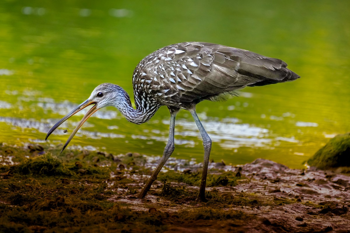 Limpkin - ML462405041