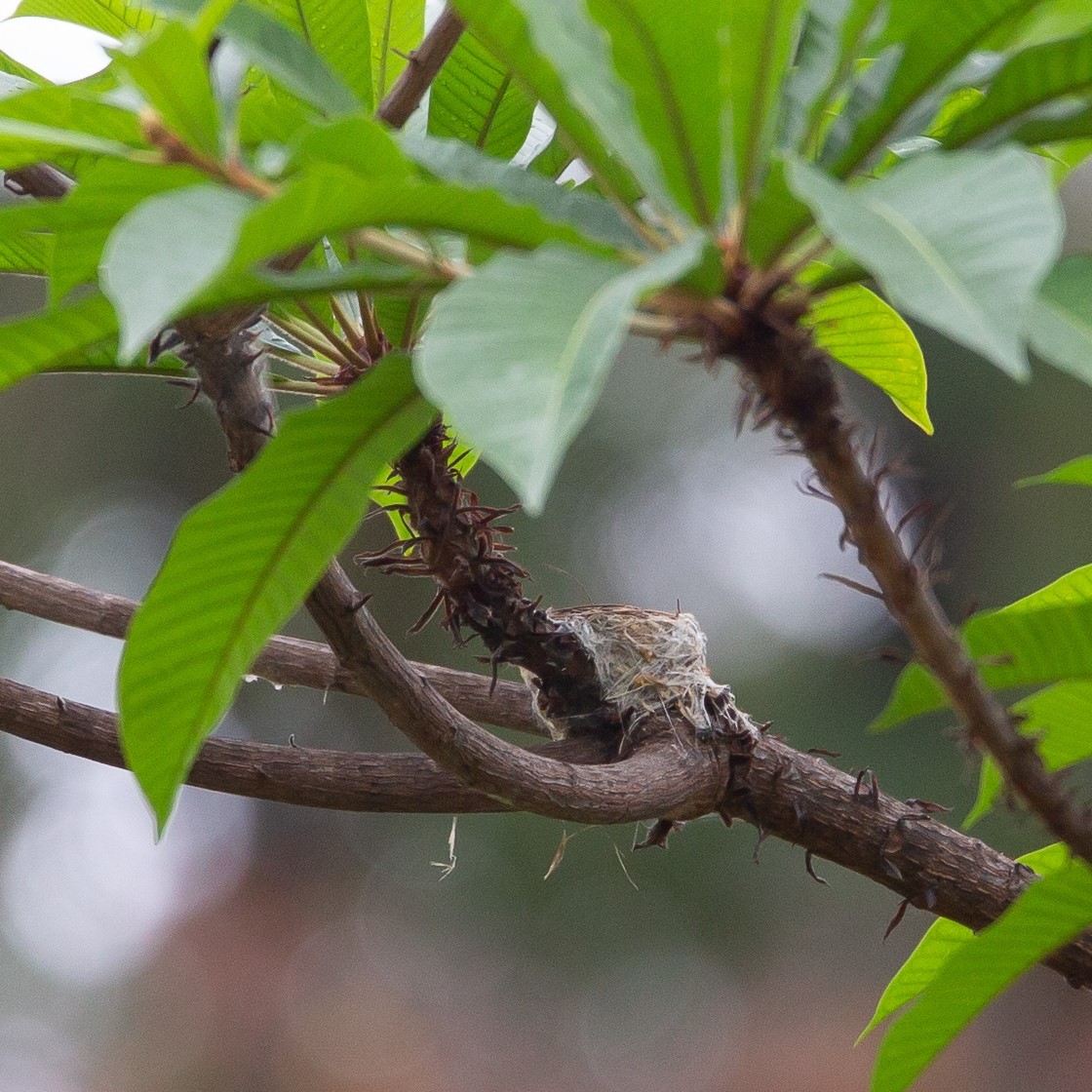 Black-and-white Shrike-flycatcher - ML462405081