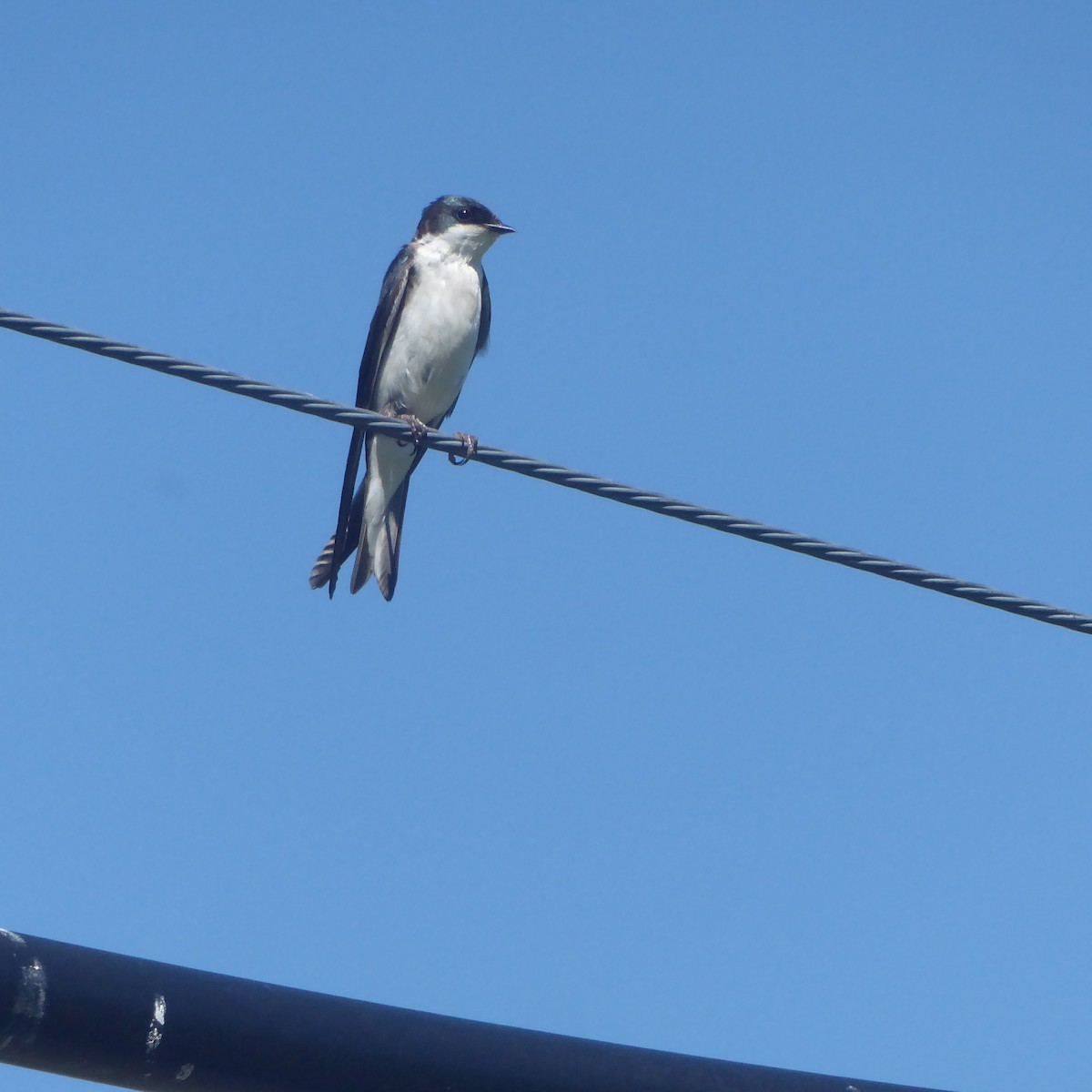 Tree Swallow - martha pfeiffer