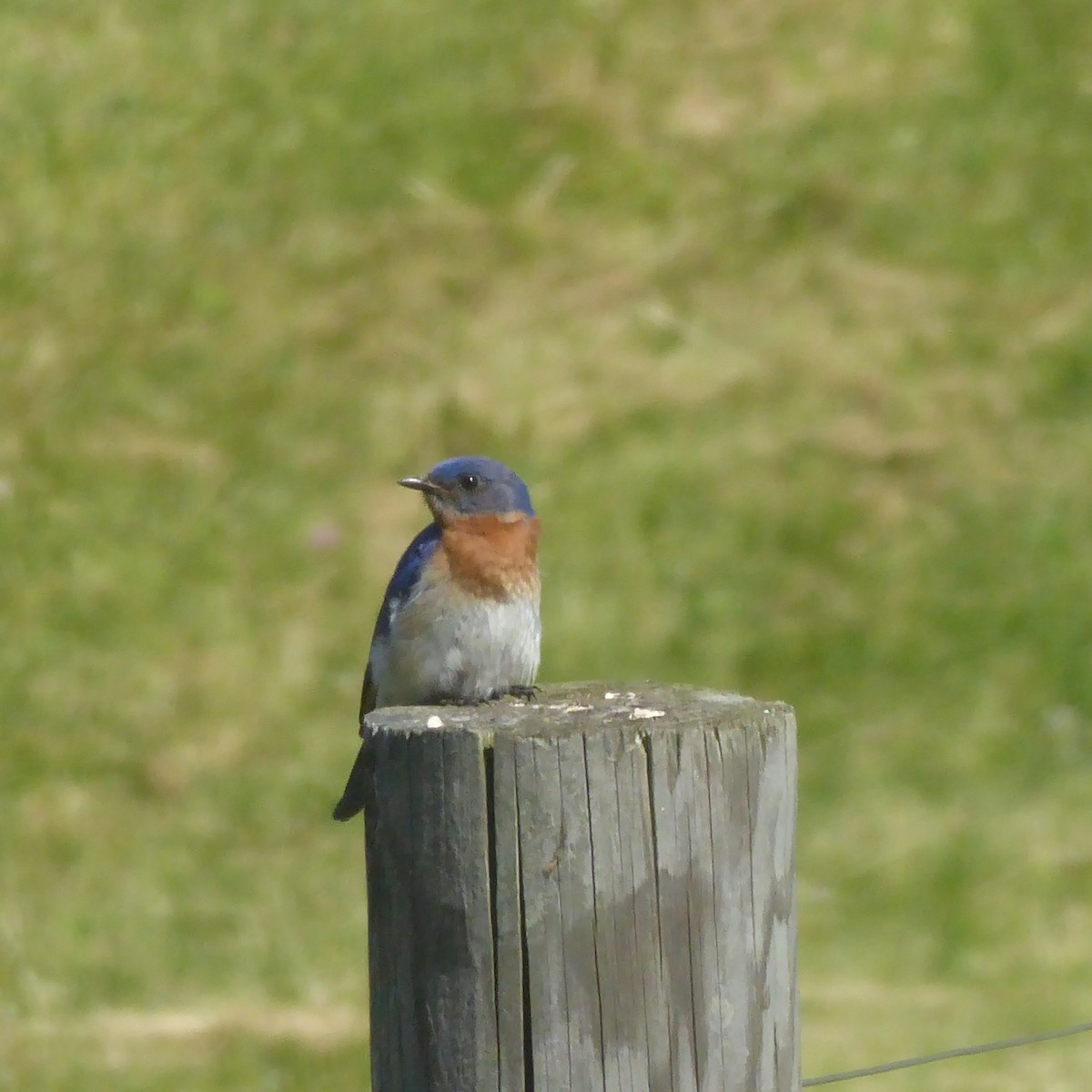 Eastern Bluebird - martha pfeiffer