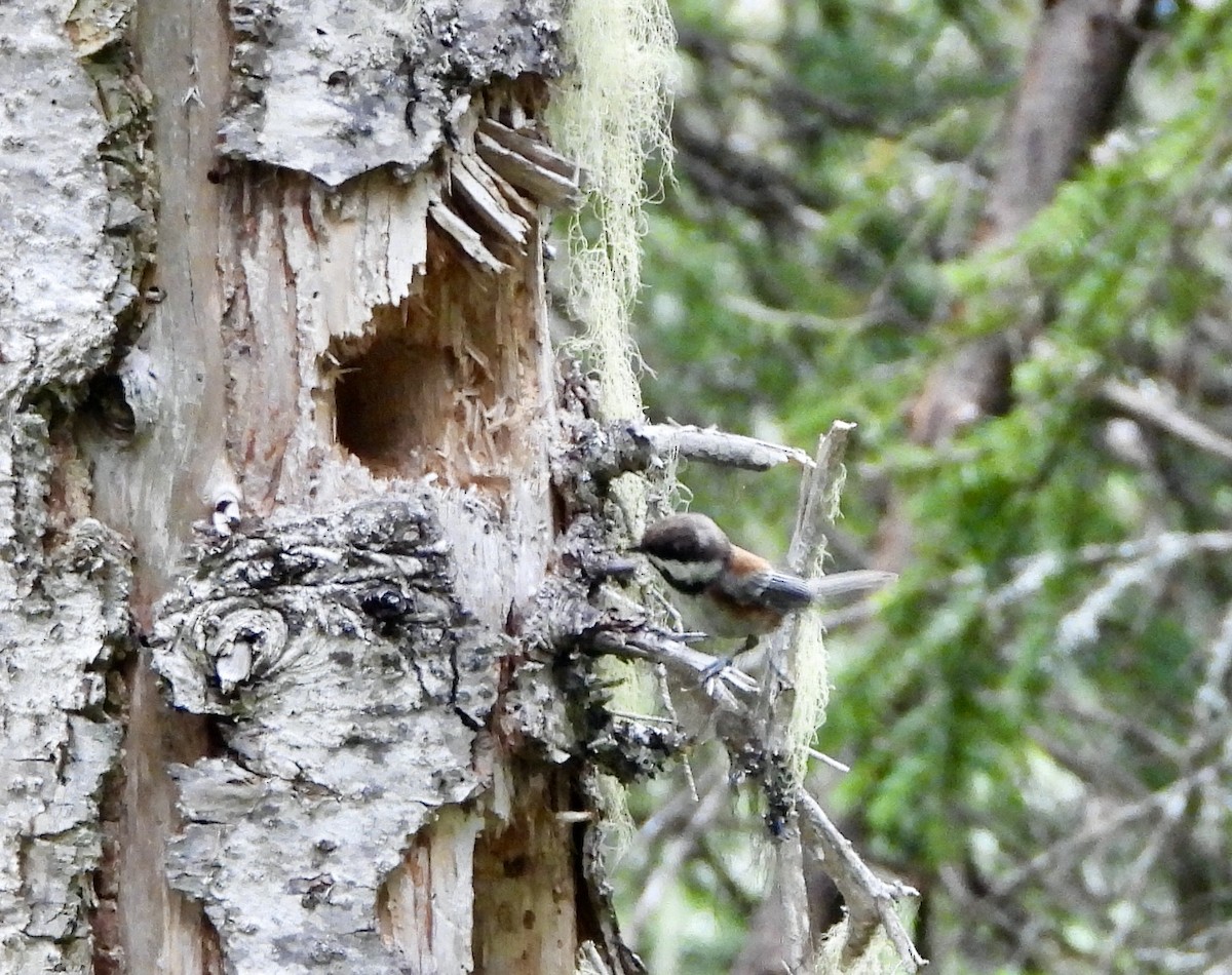 Mésange à dos marron - ML462408981