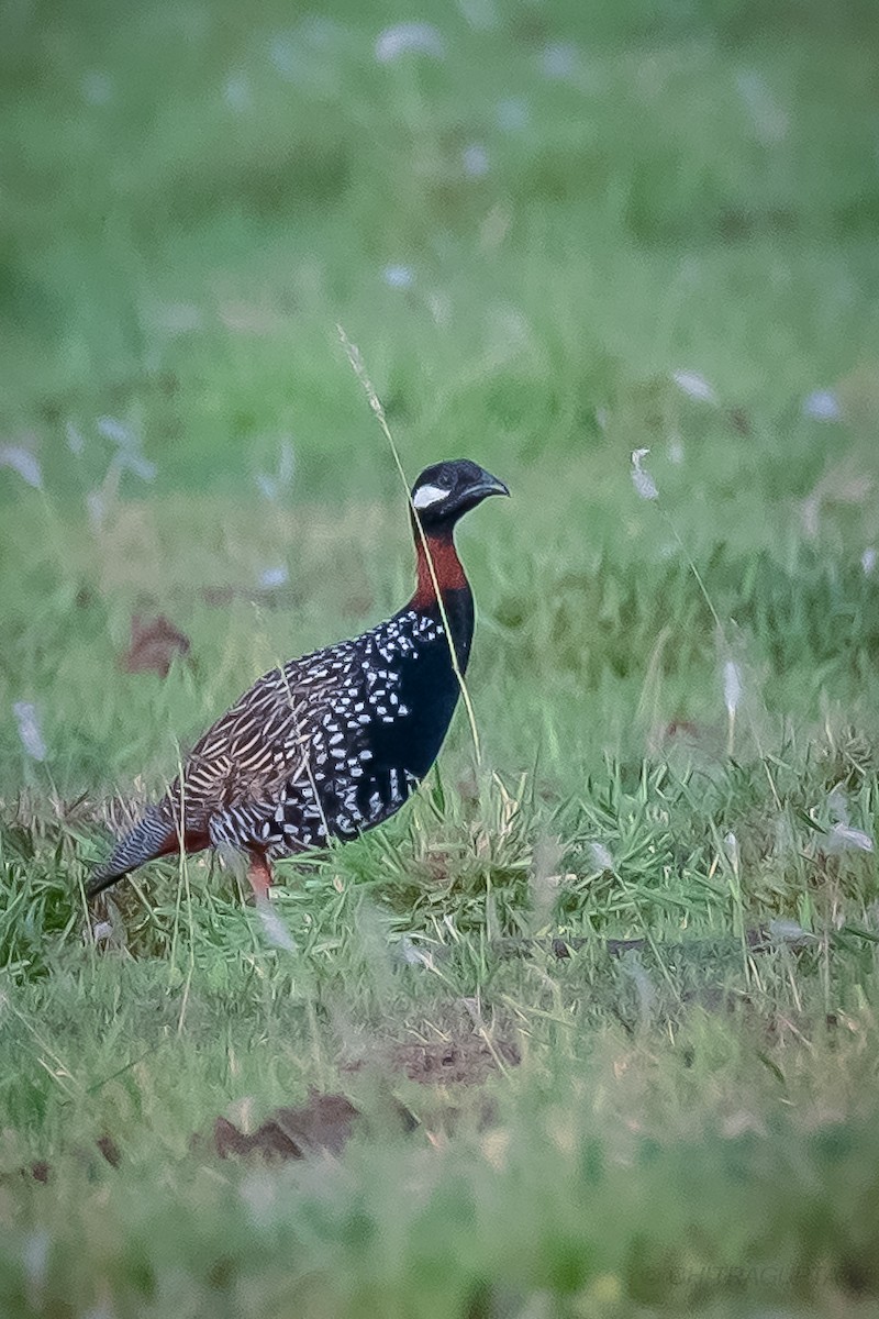 Black Francolin - ML462411811