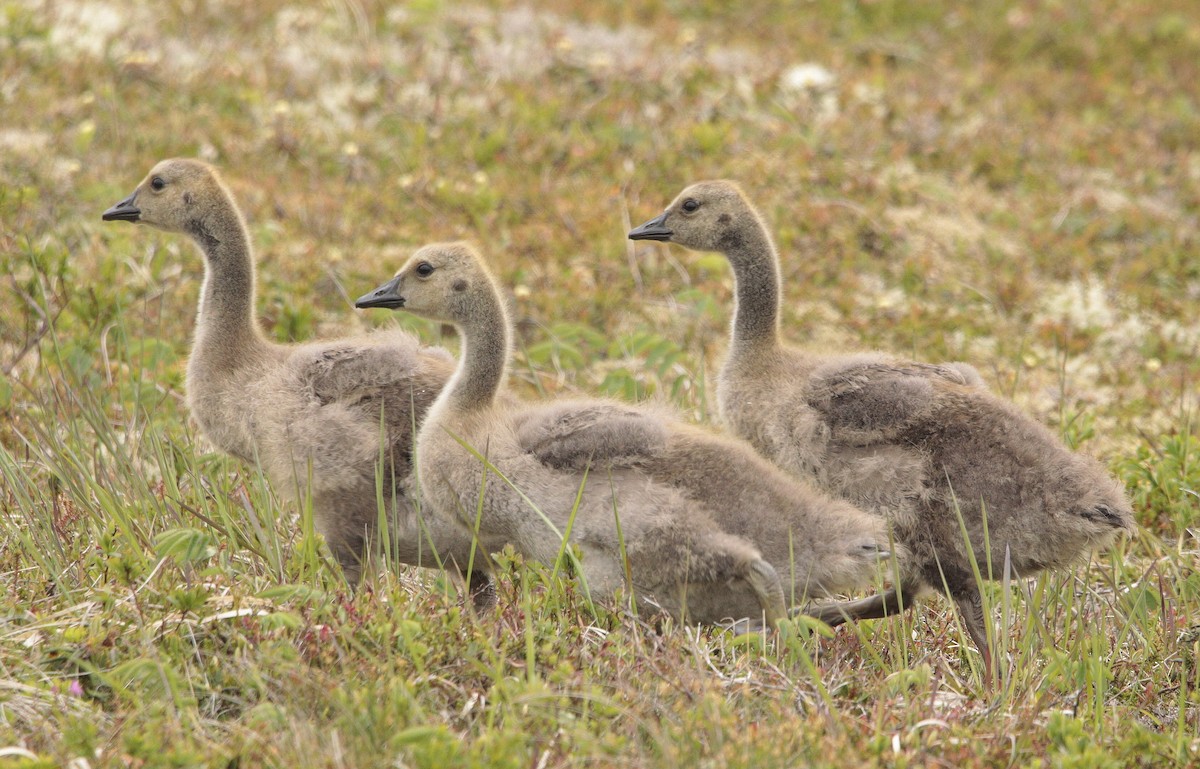 Canada Goose - ML462411821