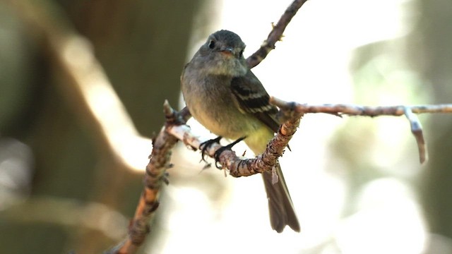 Dusky Flycatcher - ML462412631