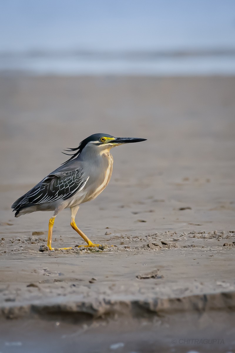 Striated Heron (Old World) - ML462413671