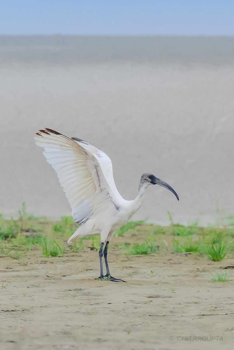 Black-headed Ibis - ML462413861