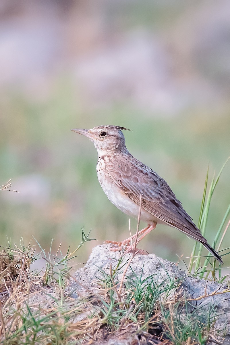 Crested Lark - ML462413941