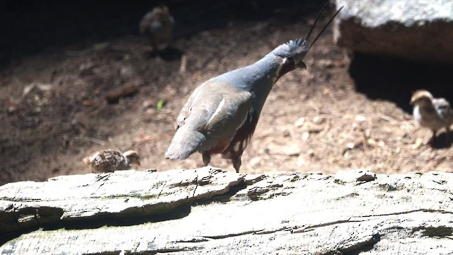 Mountain Quail - ML462413971