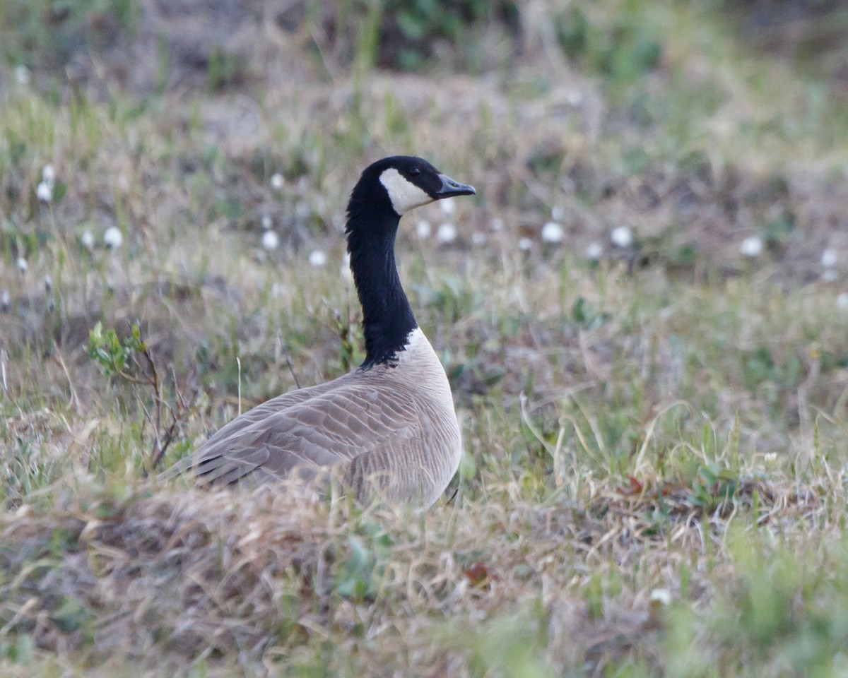 Cackling Goose (Taverner's) - ML462414091