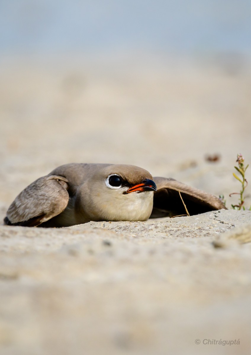 Small Pratincole - ML462414171