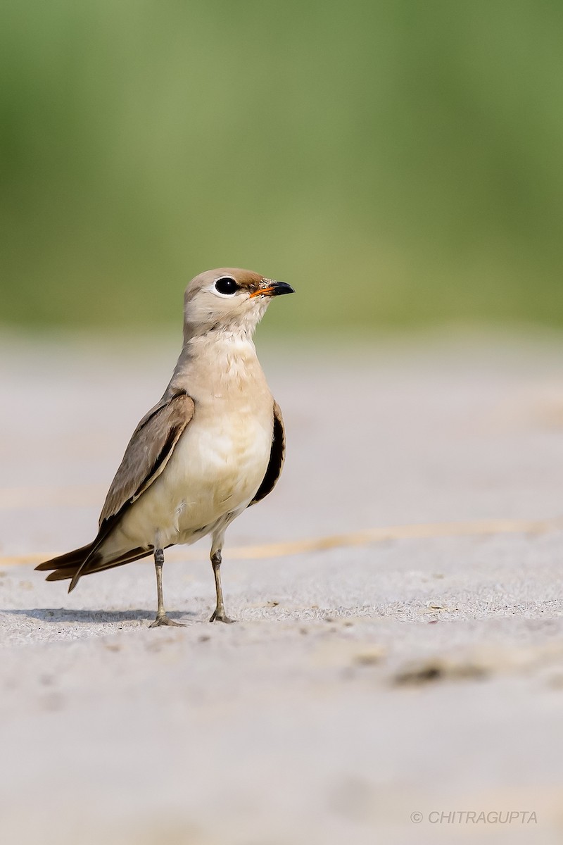 Small Pratincole - ML462414201